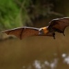 Kalon australsky - Pteropus poliocephalus - Gray-headed Flying Fox 0786